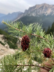 Larix lyallii