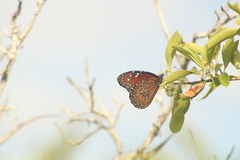 Danaus eresimus montezuma