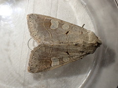 Ammoconia caecimacula