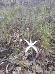 Caladenia pendens pendens