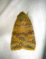 Anathix puta