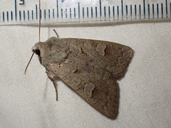 Ammoconia caecimacula