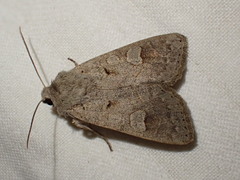 Ammoconia caecimacula