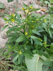 Ranunculus sceleratus