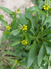 Ranunculus sceleratus