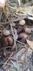 Geastrum fornicatum