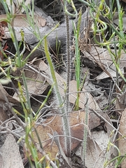 Caladenia pendens pendens