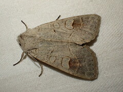 Ammoconia caecimacula