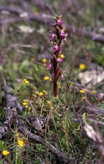 Anacamptis collina