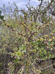 Berberis microphylla