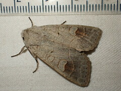 Ammoconia caecimacula