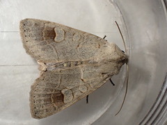 Ammoconia caecimacula