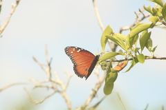 Danaus eresimus montezuma