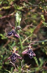 Ophrys cretica