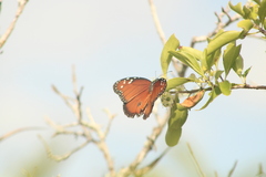 Danaus eresimus montezuma