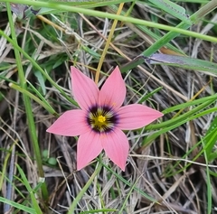 Romulea hirsuta