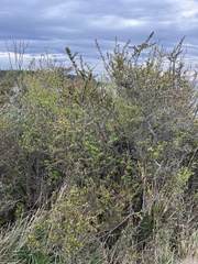 Berberis microphylla