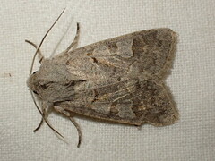 Ammoconia caecimacula