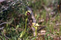 Ophrys bombyliflora