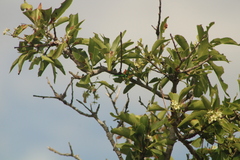 Plinthocoelium chilense