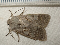 Ammoconia caecimacula