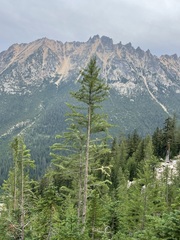 Larix lyallii