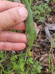 Lachenalia orchioides