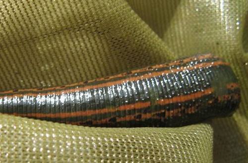 European Medicinal Leech