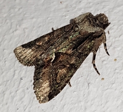 Allophyes oxyacanthae