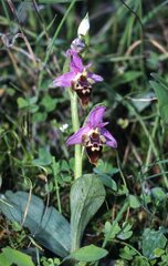 Ophrys heldreichii
