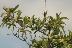 Plinthocoelium chilense