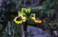 Ophrys sicula
