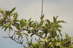 Plinthocoelium chilense