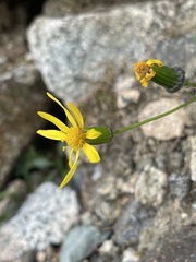 Senecio fremontii
