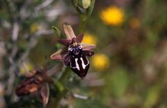 Ophrys cretica