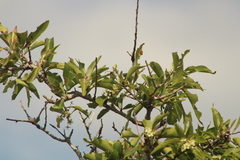 Plinthocoelium chilense