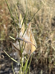 Asclepias subverticillata