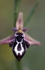 Ophrys cretica