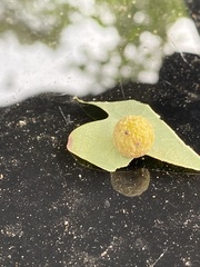 Caryomyia tuberculata