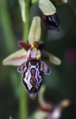 Ophrys cretica