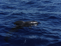 Globicephala macrorhynchus