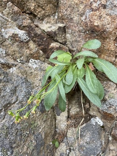 Image of Senecio elmeri by (c) Matt Berger, some rights reserved (CC BY)