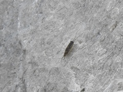 Ligia exotica