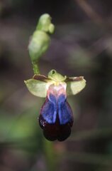 Ophrys fusca iricolor