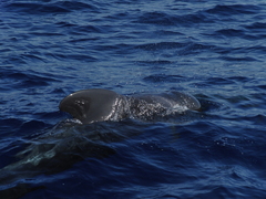 Globicephala macrorhynchus