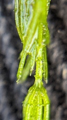 Chara aspera