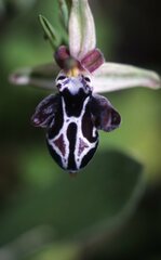 Ophrys cretica