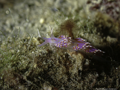 Facelina auriculata