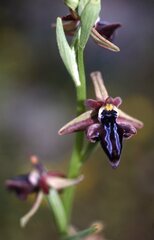 Ophrys cretica