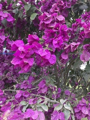 Bougainvillea glabra